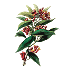 Clove Leaf