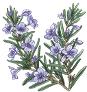 romarin